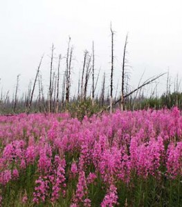 Fireweed After the Fire