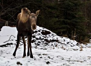 Moose 2