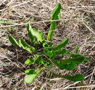 Delicious Dandelion Salad: Yours for the Picking (& Cleaning)