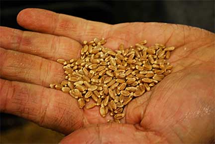 Alaska Flour Company Sells Alaska-Milled Barley Products