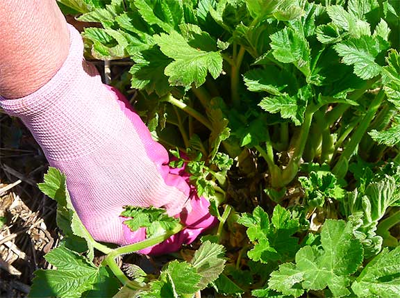 Gloves are necessary for harvesting cow parsnip. Cut stalk below the white base seen in center of picture. Photograph by Laurie Constantino