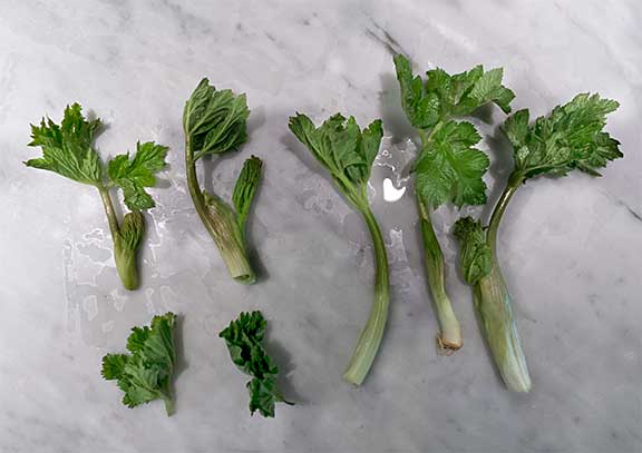 Three Ways of Harvesting Cow Parsnip. Clockwise from Bottom Left: Leaves only, leaves and above ground stem, leaves and below ground stem. The below ground stem has the best flavor, so should always be harvested. Photograph by Laurie Constantino