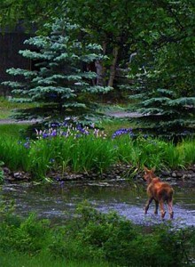 Baby Moose Frolicking in Pond. Photograph by Laurie Constantino