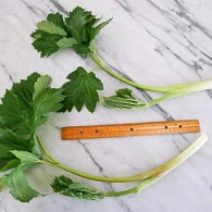 How to Prepare Cow Parsnip for Cooking and Eating