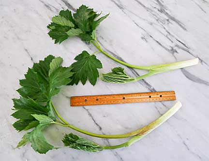 Immature Cow Parsnip Leaves & Stalks. Photograph by Laurie Constantino