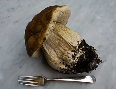 How to Gather and Use Alaska’s Wild Mushrooms