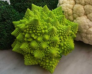 Brassicas: Broccoli, Romanesco Broccoli, Cauliflower